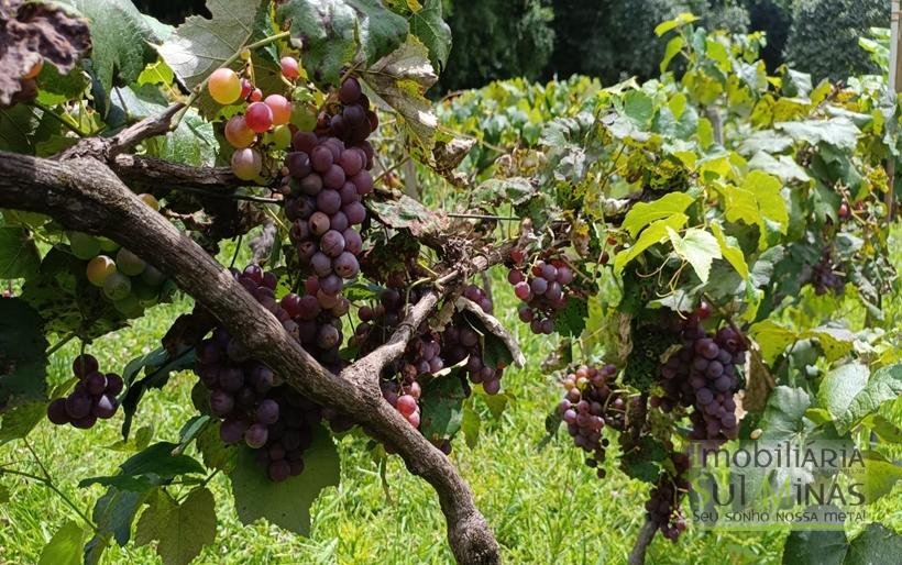 Sítio à Venda Em CamanducaiaMG 1 ALQUEIRE EXCELENTE OPORTUNIDADE COD2367 (47)