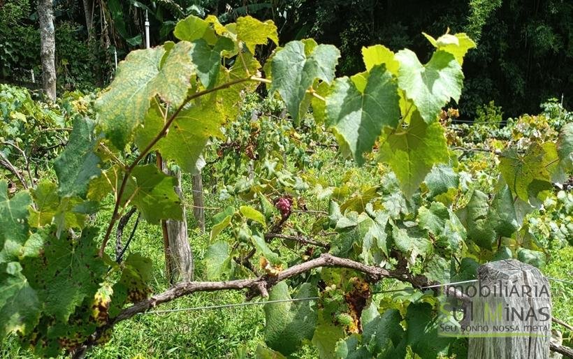 Sítio à Venda Em CamanducaiaMG 1 ALQUEIRE EXCELENTE OPORTUNIDADE COD2367 (7)