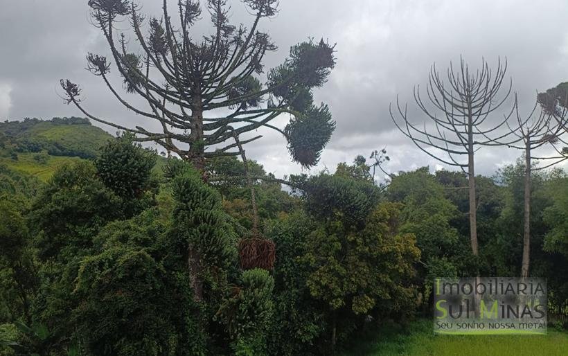 Chácara Com 1600m² À Venda em Senador Amaral COD2396 (4)