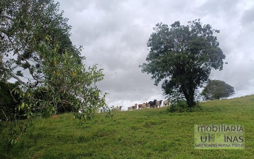 Sítio Com 19 Hectares À Venda em Estiva MG Oportunidade Imperdível! COD2397 (34)