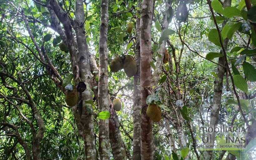 Sítio Completo à Venda em Camanducaia – Estrutura Impecável, Fácil Acesso e Próximo a Fernão DiasCOD2386 (39)