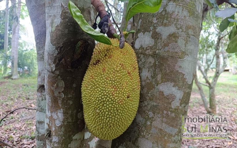 Sítio Completo à Venda em Camanducaia – Estrutura Impecável, Fácil Acesso e Próximo a Fernão DiasCOD2386 (41)