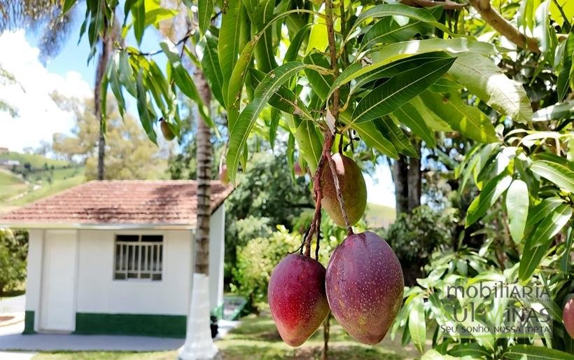 Sítio à Venda em CambuíMG – 30.800 m² de Natureza, Conforto e Privacidade COD2377 (22)