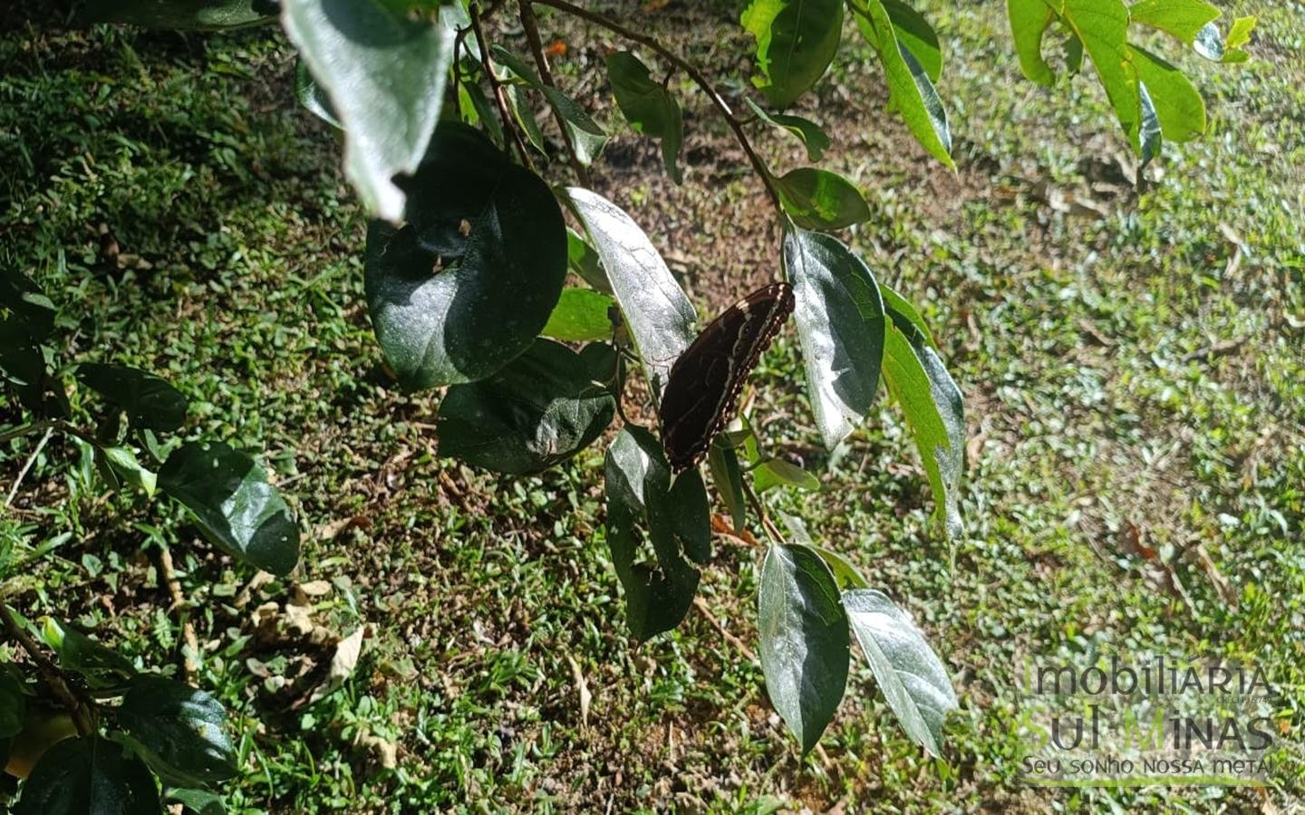 Chácara Completa em Munhoz – Porteira Fechada cod2425 (6)