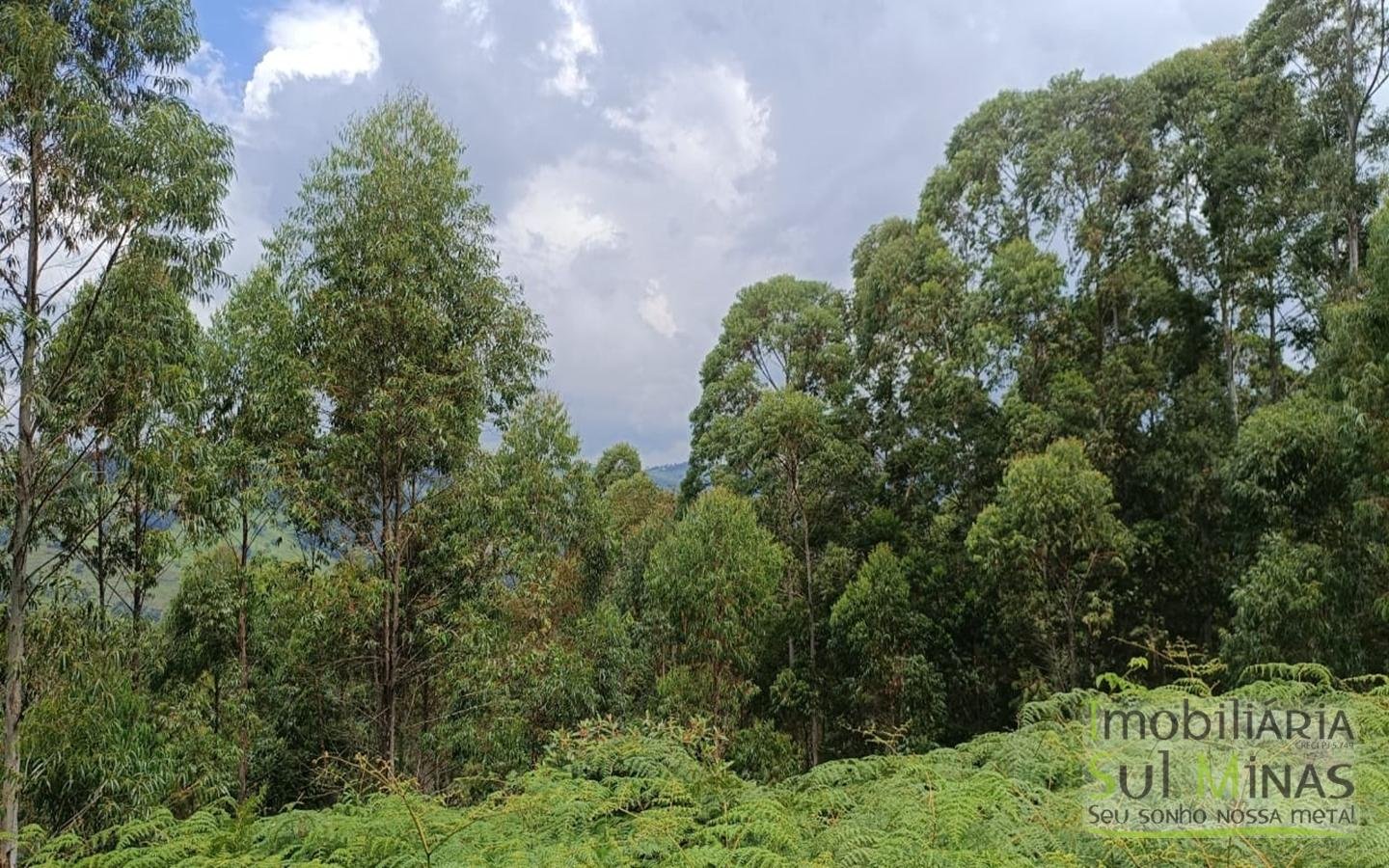 Terreno Com 1 Alqueire À Venda em Cambuí cod2415 (14)