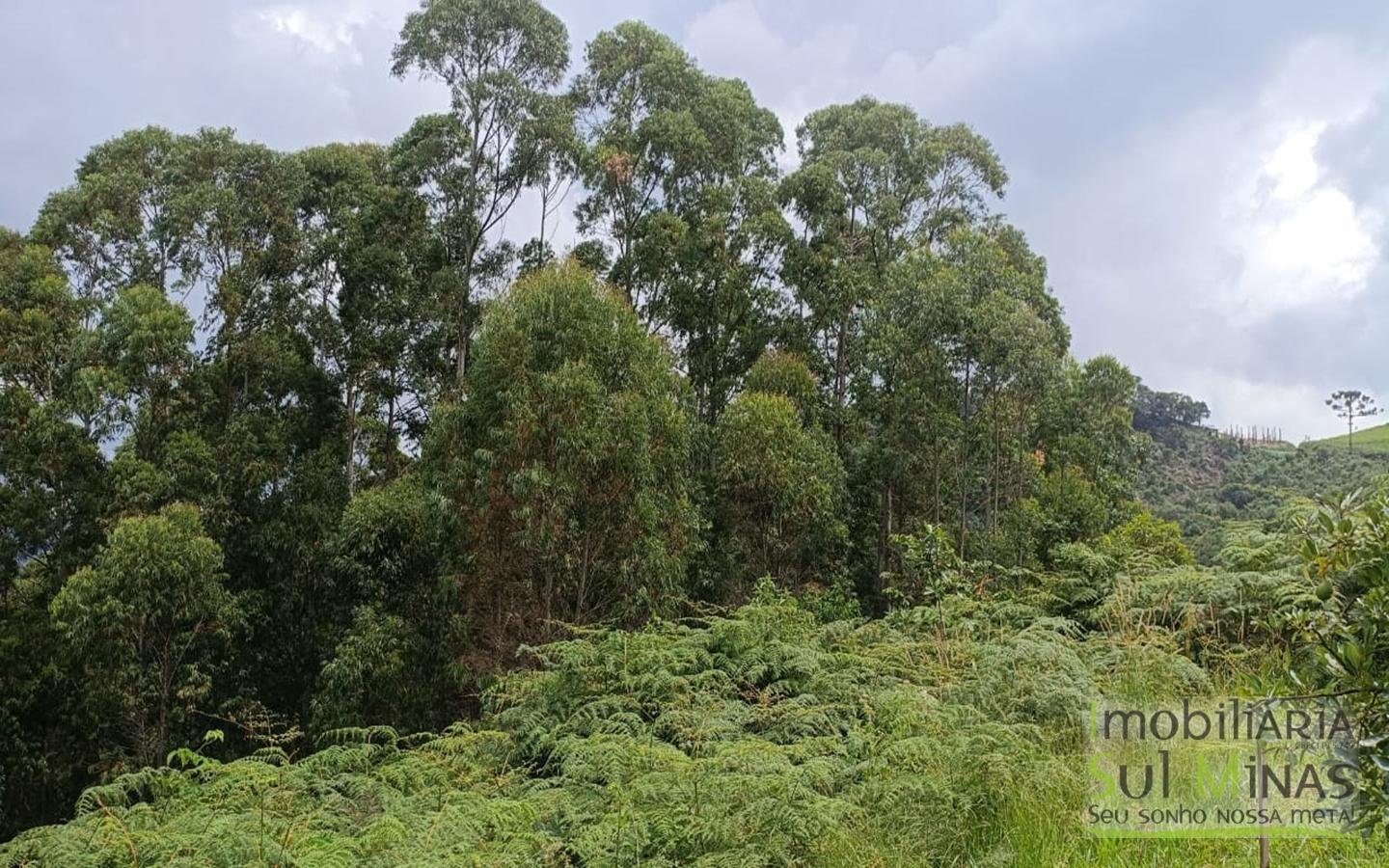 Terreno Com 1 Alqueire À Venda em Cambuí cod2415 (18)