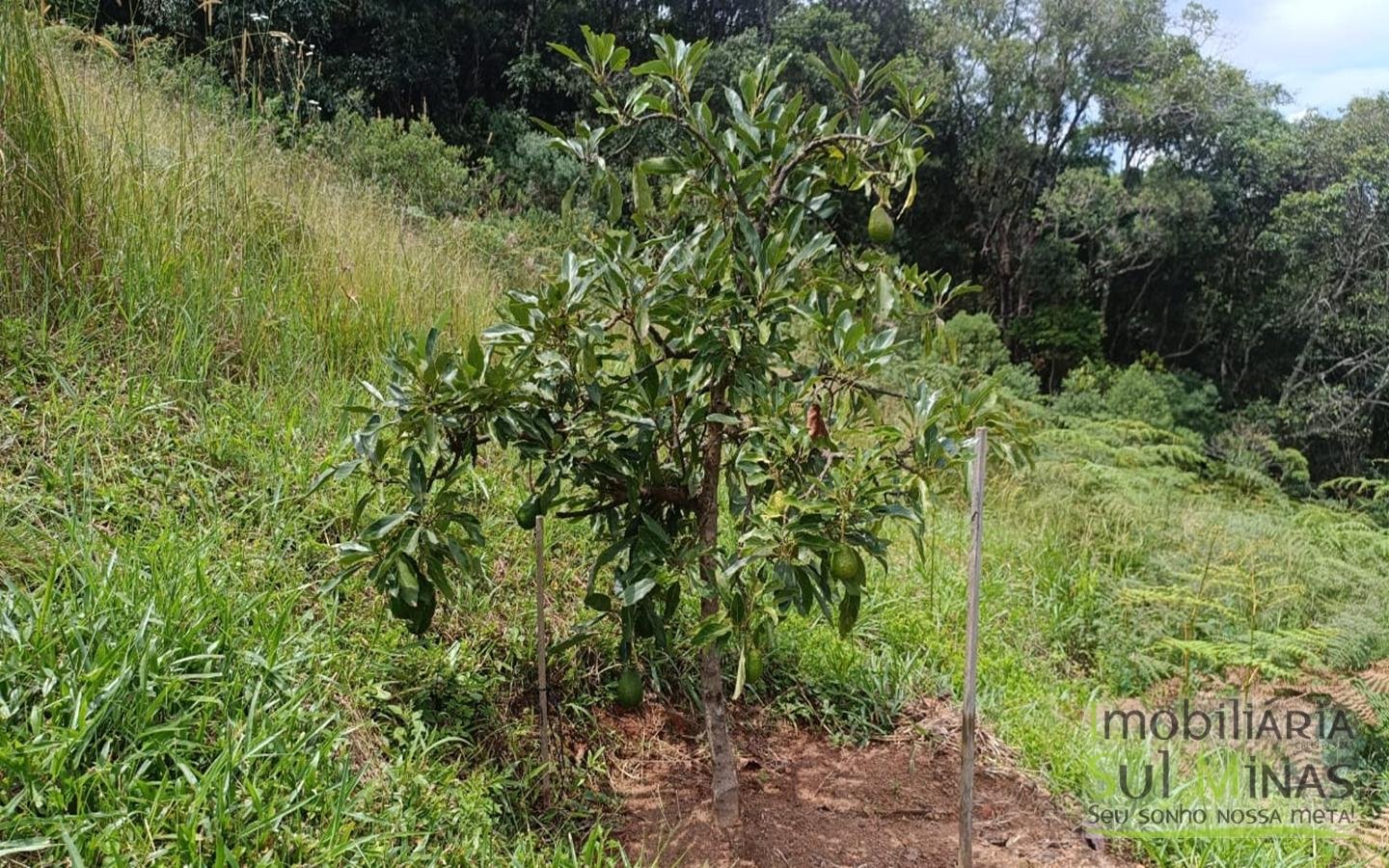 Terreno Com 1 Alqueire À Venda em Cambuí cod2415 (22)