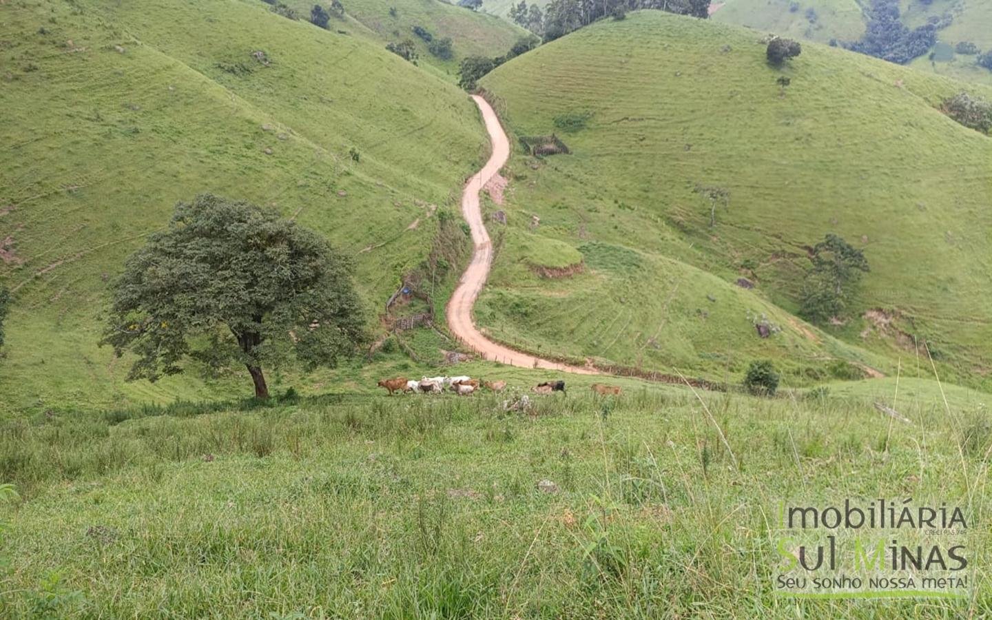 Terreno Rural Com 11 Alqueires À Venda em Estiva MG cod2404 (15)