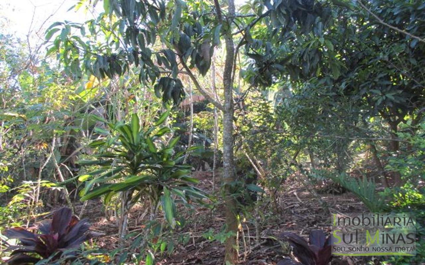 Chácara 2 km da cidade de Cambuí Cod 525 (11)