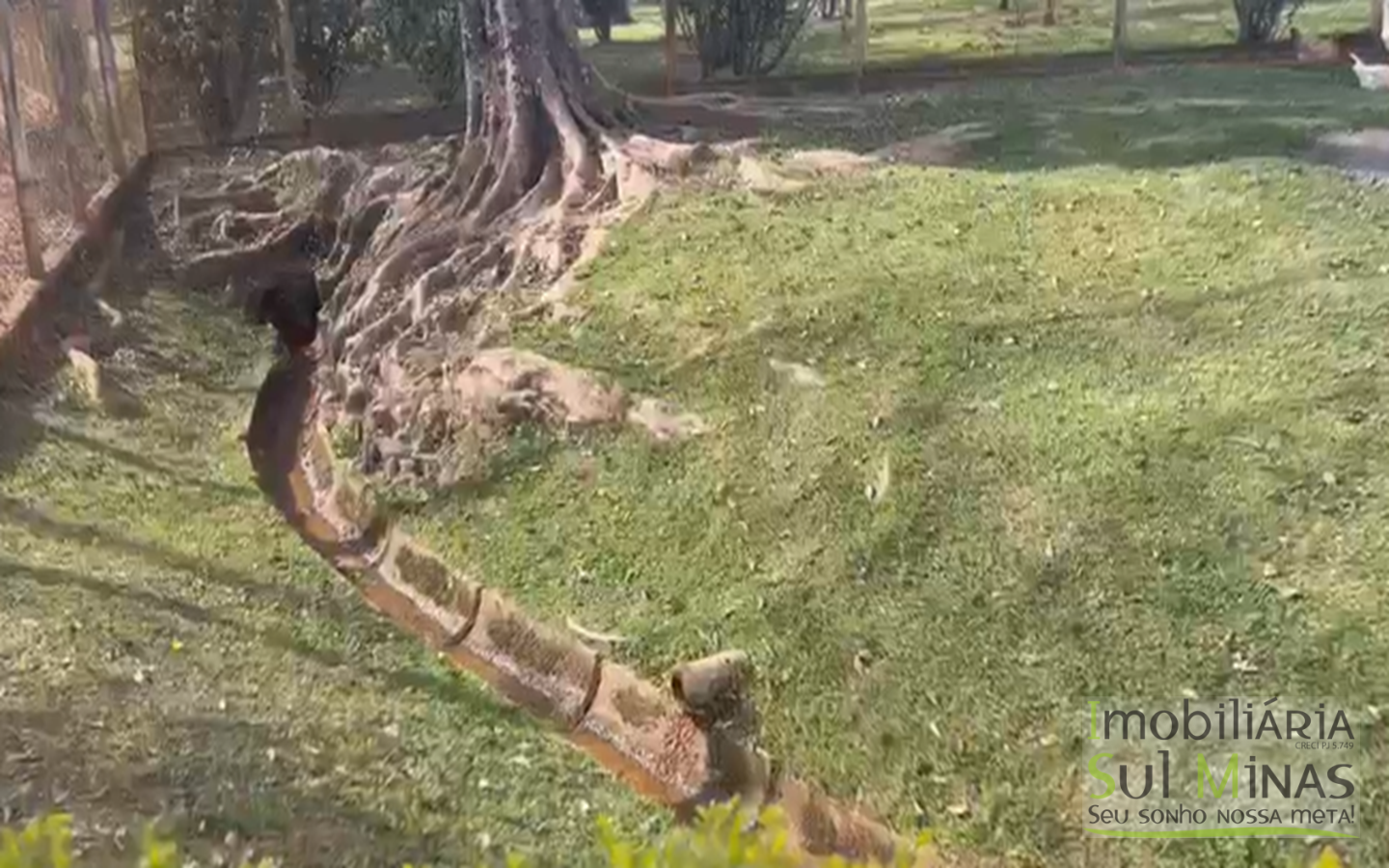 Chácara a venda em Cambui MG a 1,7 km da Cidade (4)