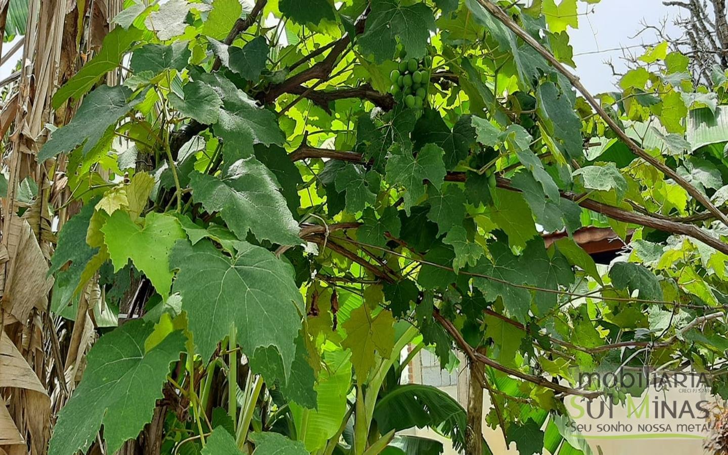 Chácara de 2500 m² à venda em Cambuí MG Cód. 1392 (8)