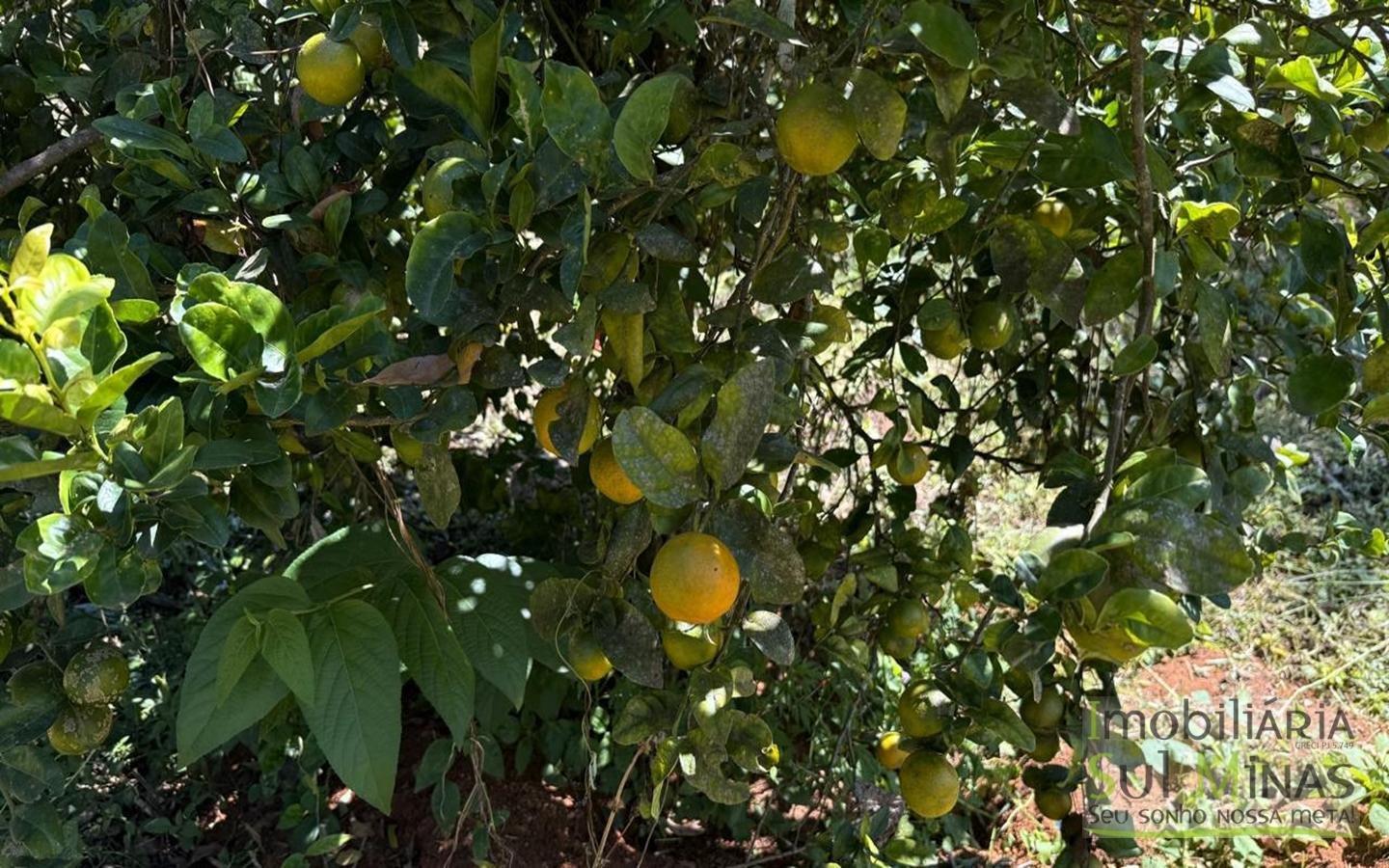 SÍTIO COMPLETO À VENDA – 25.158 m² cod2442 (46)