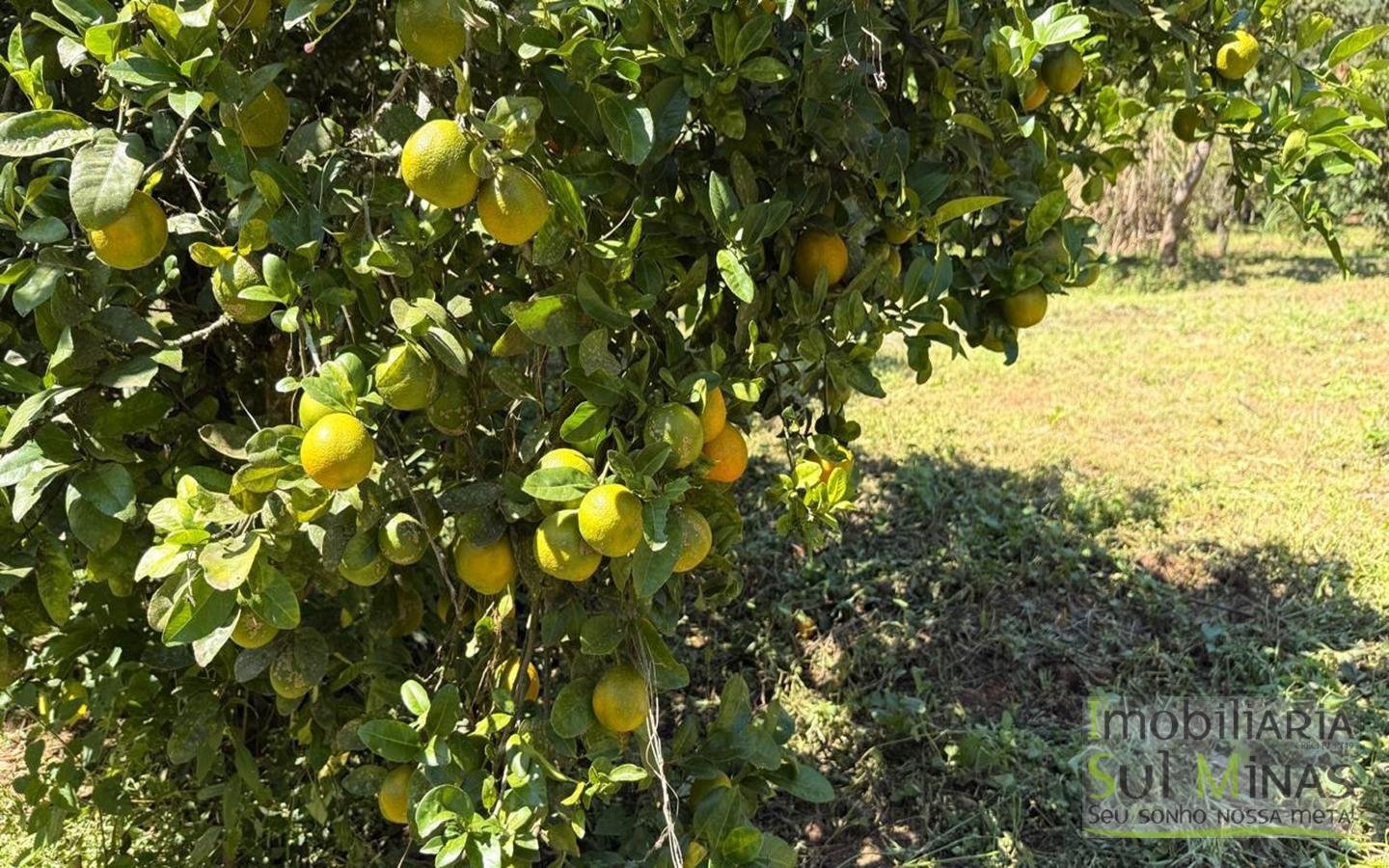 SÍTIO COMPLETO À VENDA – 25.158 m² cod2442 (47)