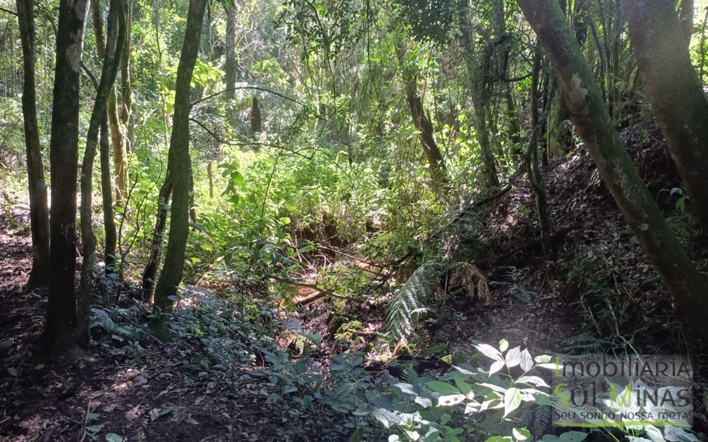 Sítio Completo Porteira Fechada em ItapevaMG cod2441 (44)