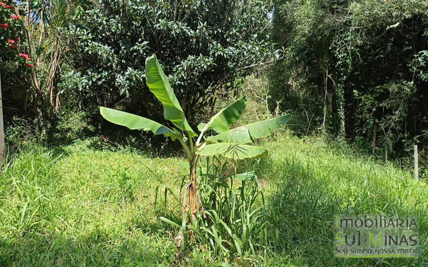 Sítio Completo Porteira Fechada em ItapevaMG cod2441 (67)