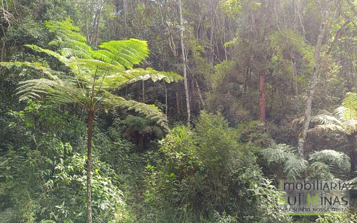 Sítio Completo Porteira Fechada em ItapevaMG cod2441 (77)