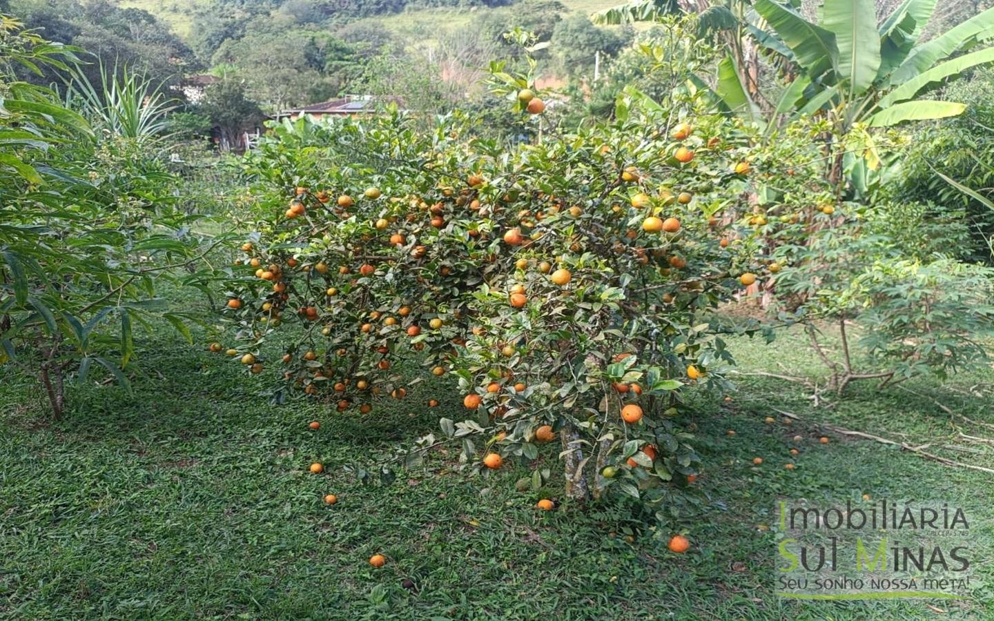 Chácara Completa à Venda em CambuíMG cod2471 (21)