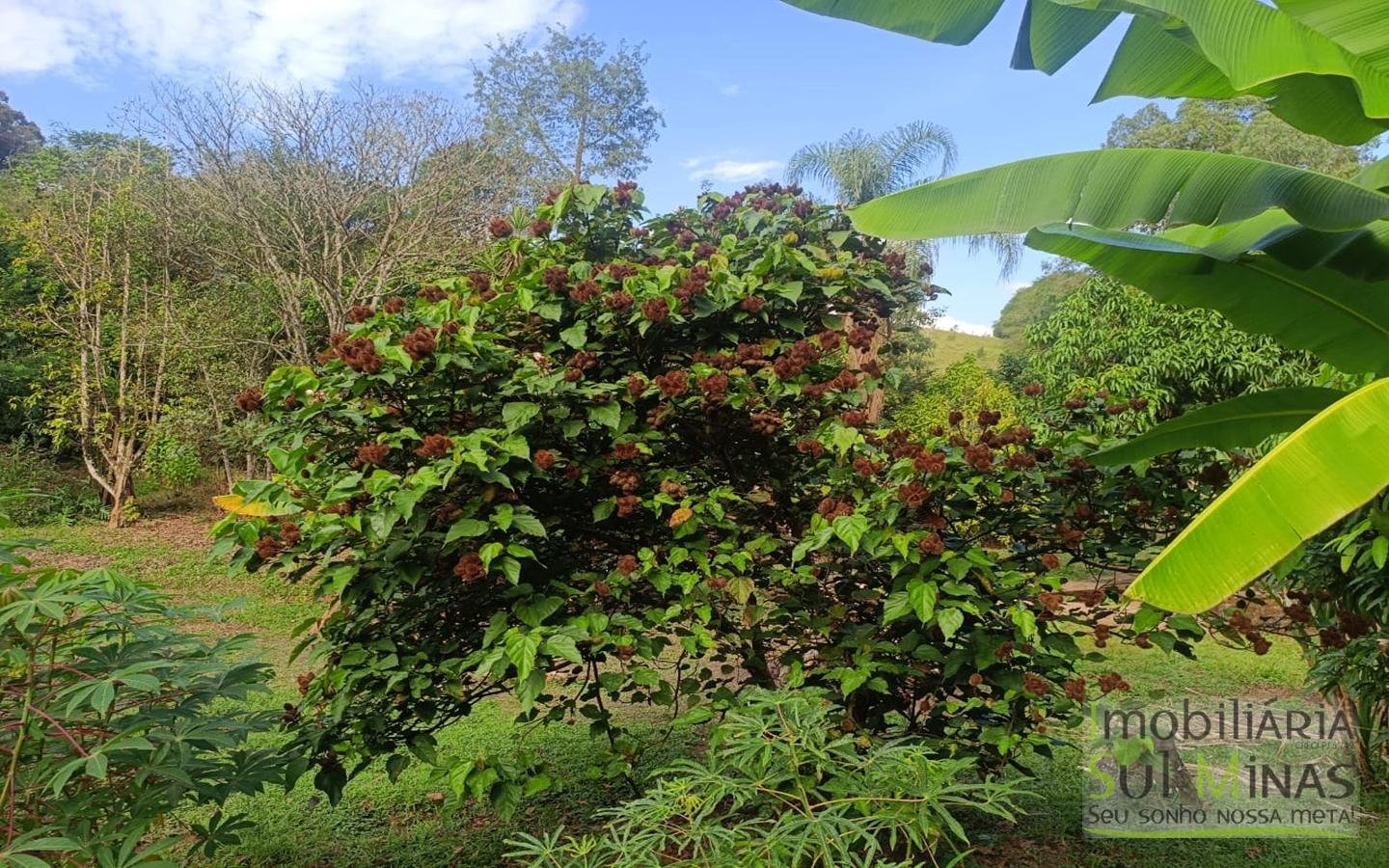 Chácara Completa à Venda em CambuíMG cod2471 (25)