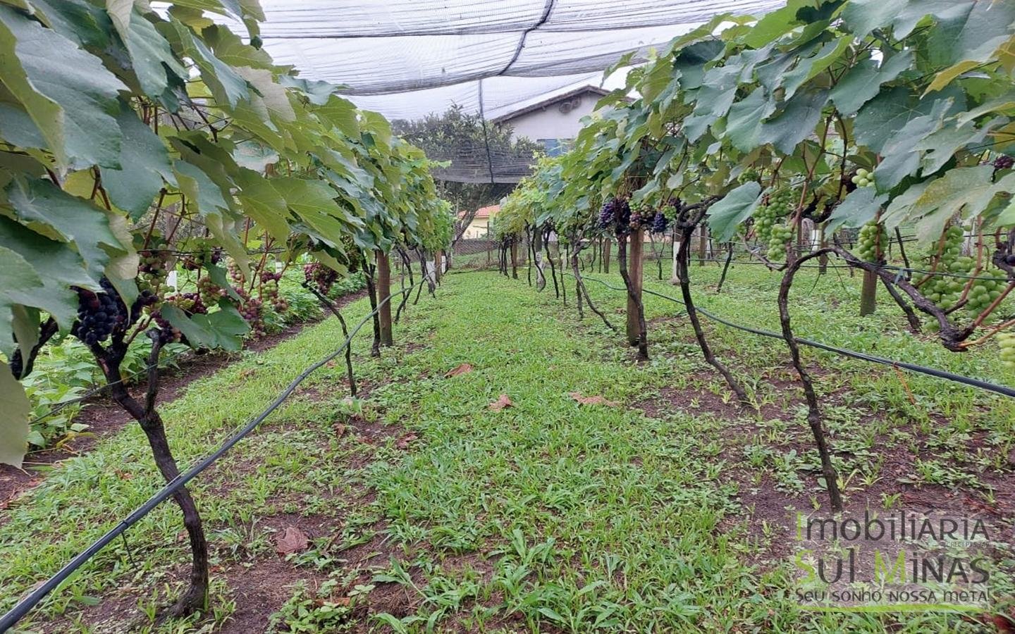 Chácara à Venda com Lago, Nascente e Excelente Localização cod2459 (11)