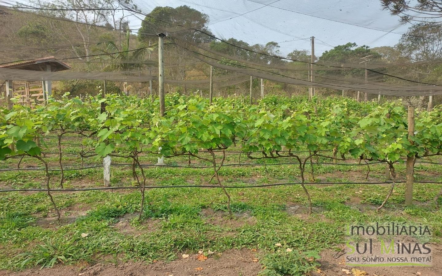 Chácara à Venda com Lago, Nascente e Excelente Localização cod2459 (7)