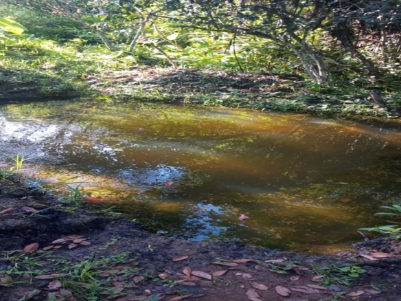 Chácara de 2.000 m² com Água à Venda em Estiva MG Cod. 1866 (3)