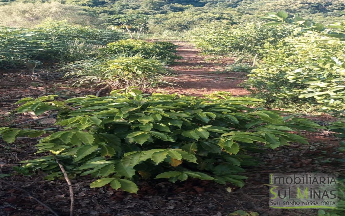 Chácara de 2.000 m² com Água à Venda em Estiva MG Cod. 1866 (4)