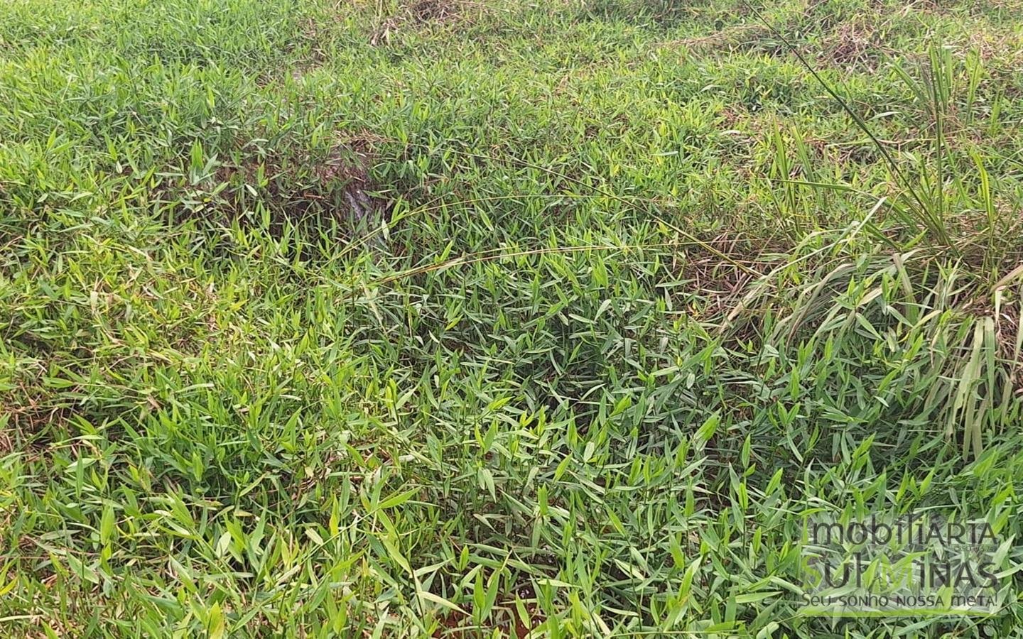 Chácara de 3.600m² a 18km de Pouso Alegre MG à Venda Cod. 1910 (17)