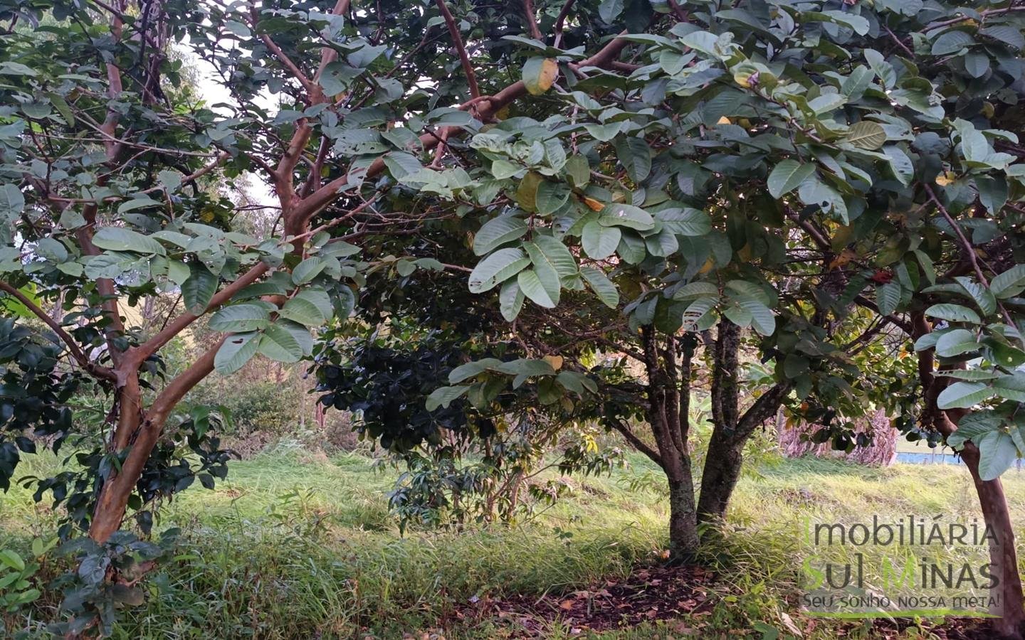 Chácara de Condomínio Com 4.990 m² À Venda em Itapeva MG cod2450 (38)