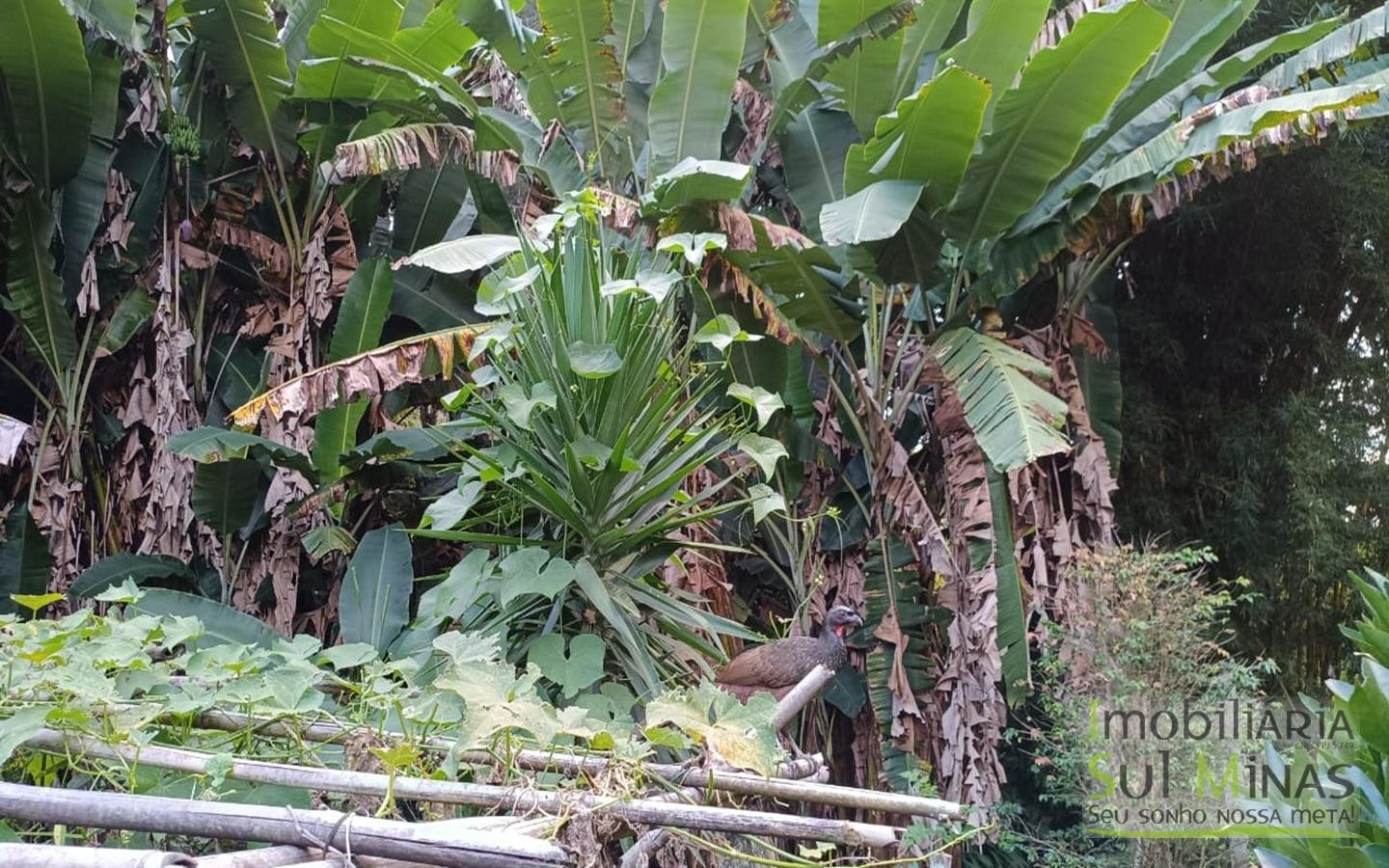 Sítio à Venda em Córrego do Bom Jesus MG Com Cachoeira na Divisa (28)