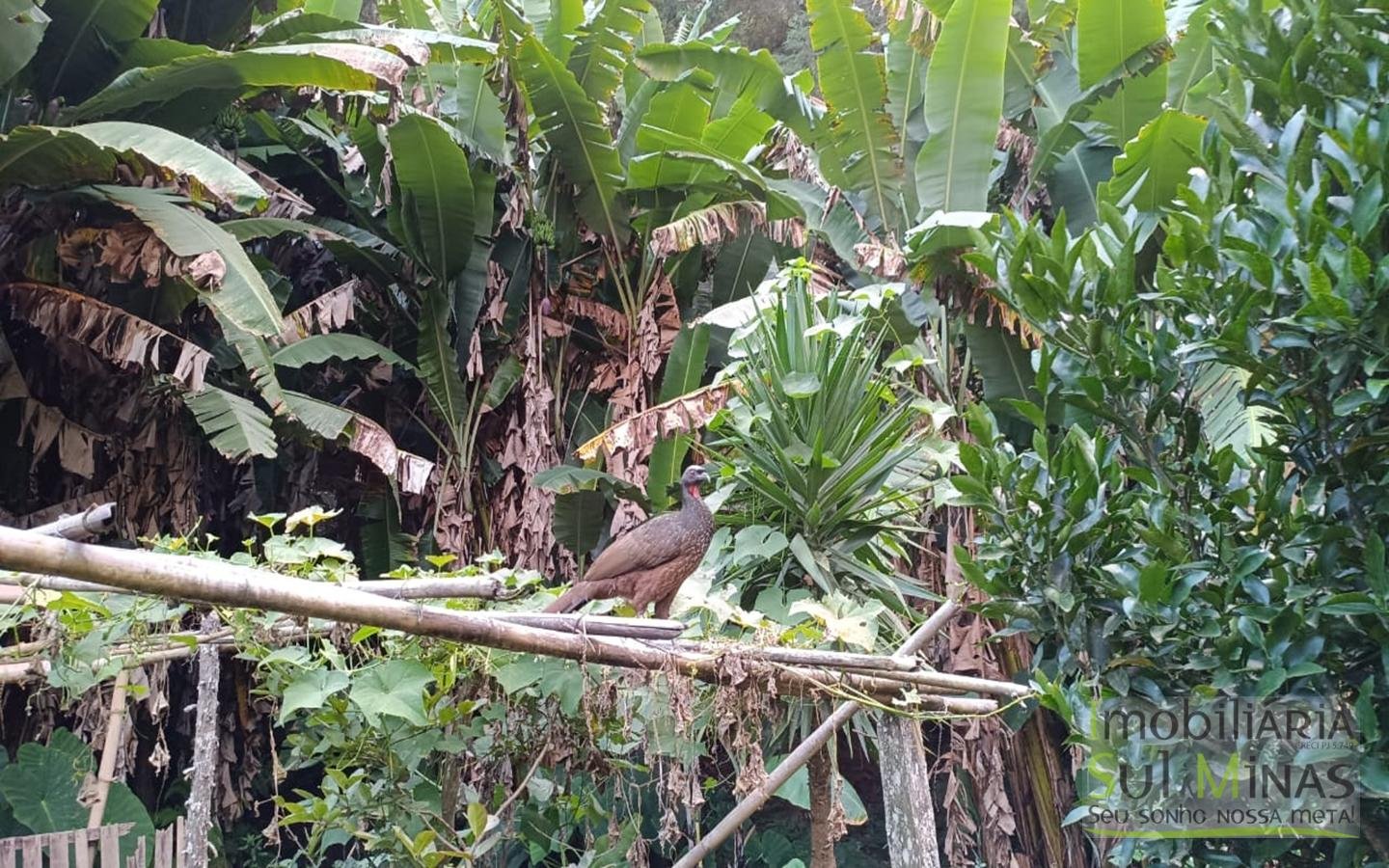 Sítio à Venda em Córrego do Bom Jesus MG Com Cachoeira na Divisa (30)