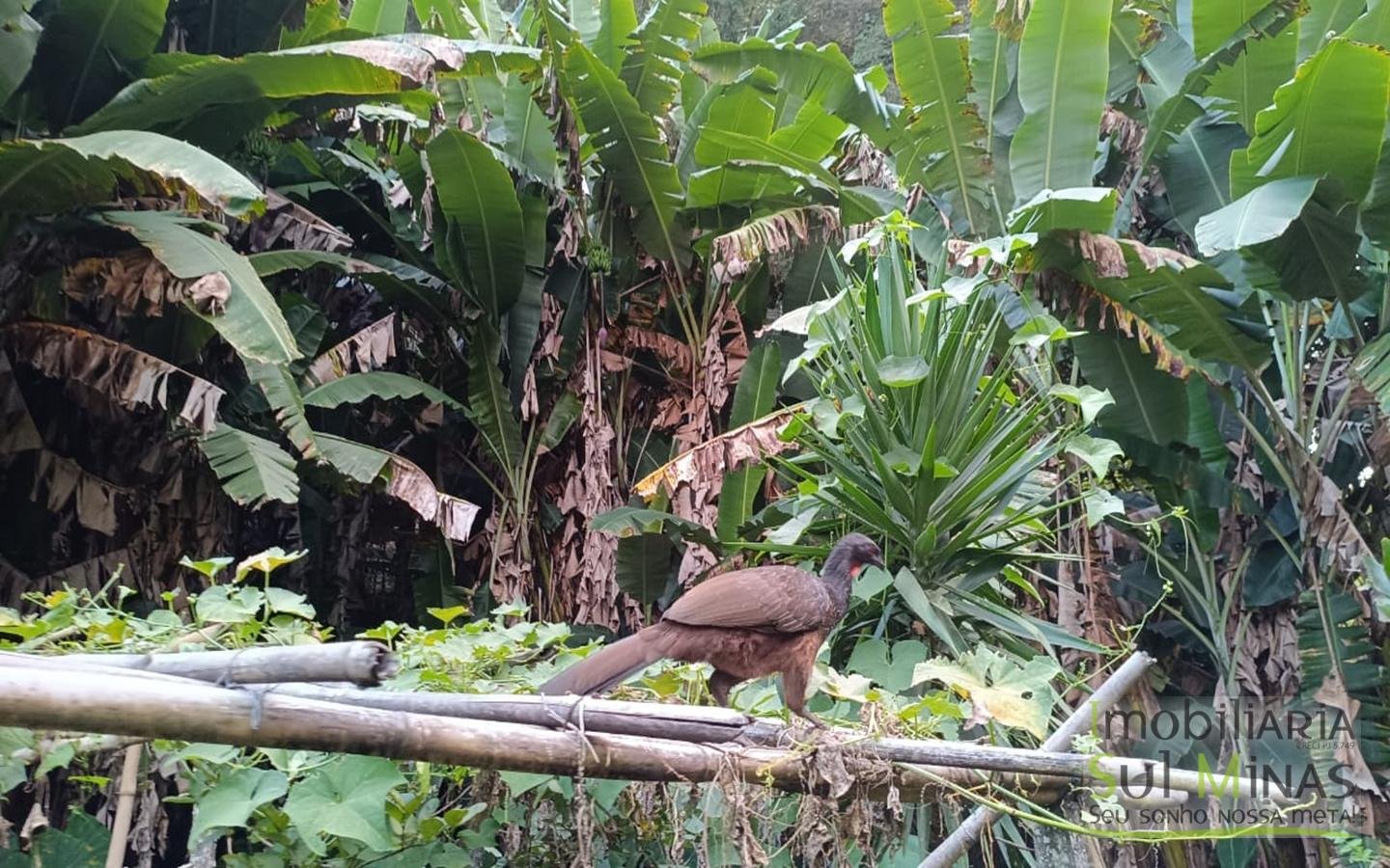 Sítio à Venda em Córrego do Bom Jesus MG Com Cachoeira na Divisa (34)