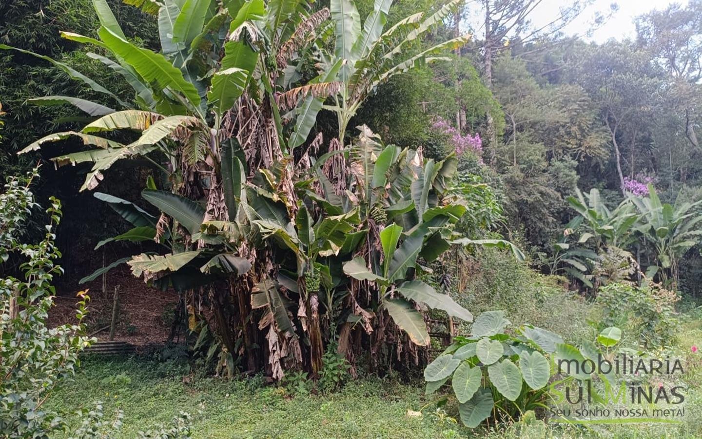 Sítio à Venda em Córrego do Bom Jesus MG Com Cachoeira na Divisa (47)