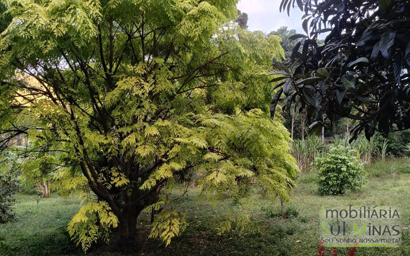 Sítio à Venda em Córrego do Bom Jesus MG Com Cachoeira na Divisa (50)