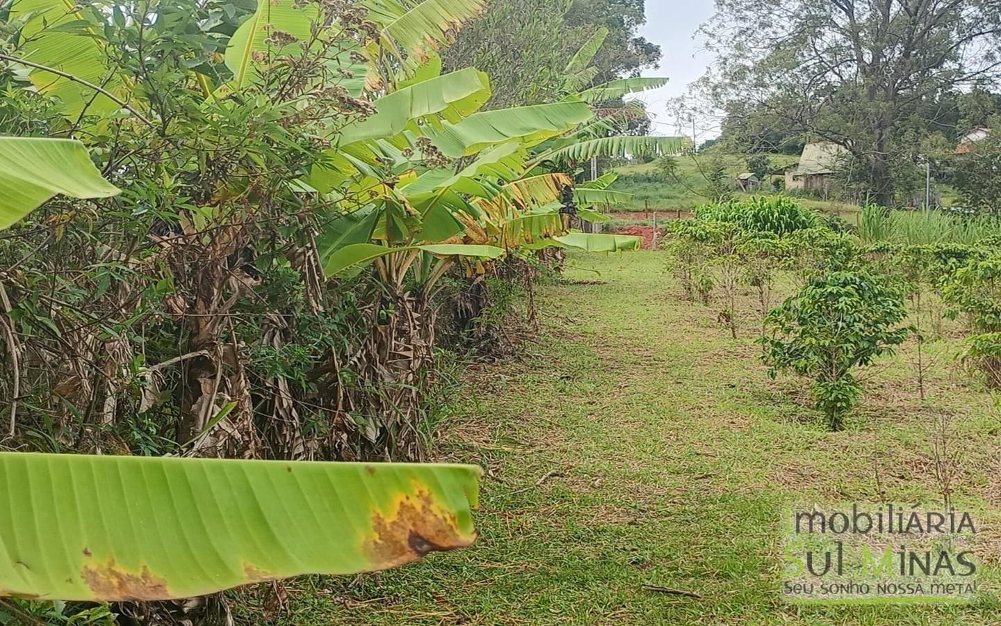 Sítio com 40.000m² e plantação de café orgânico cod2109 (1)