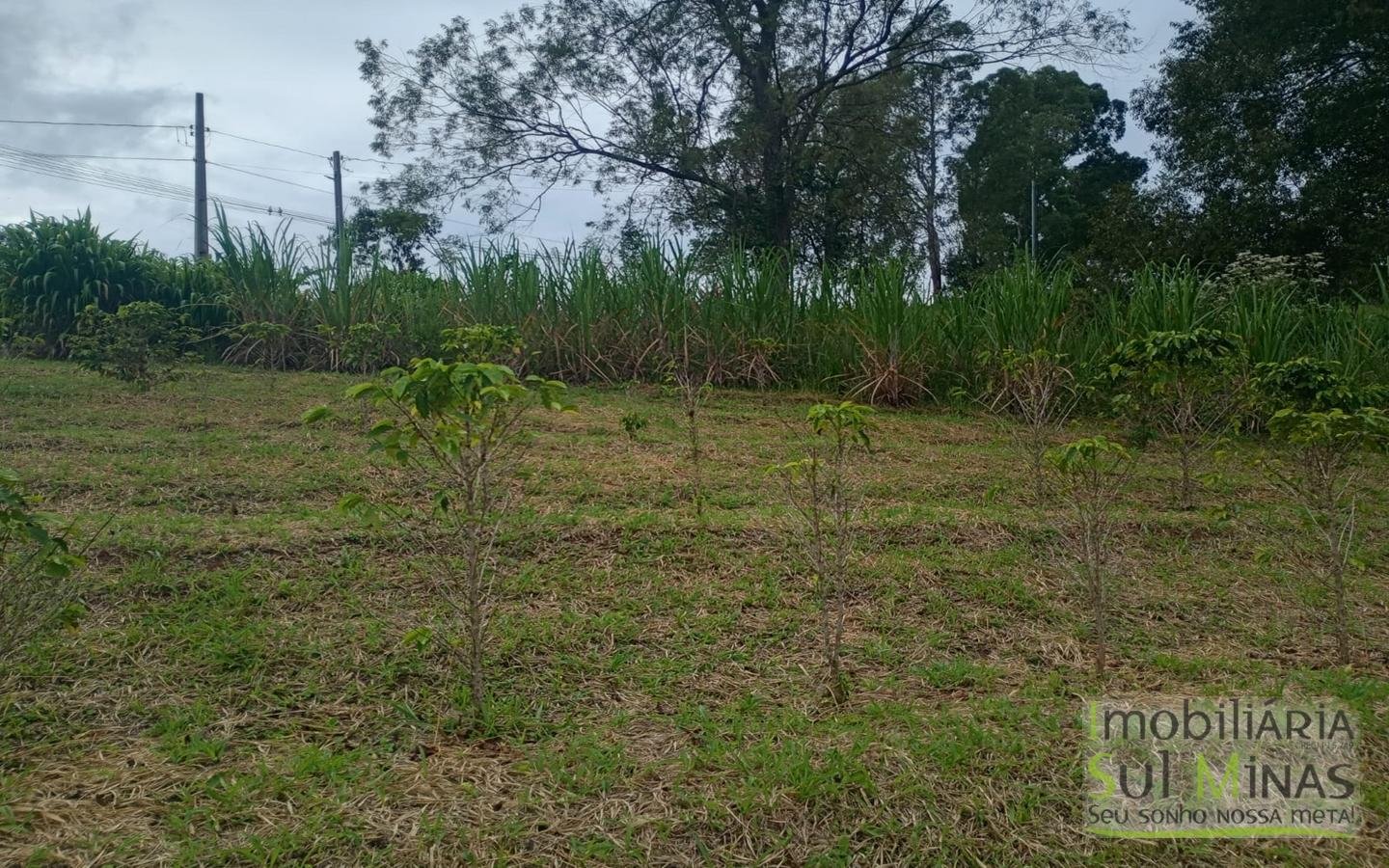 Sítio com 40.000m² e plantação de café orgânico cod2109 (10)