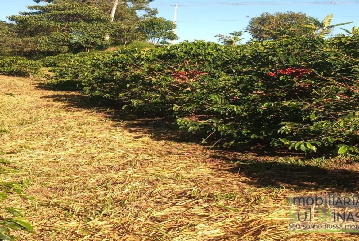 Sítio com 40.000m² e plantação de café orgânico cod2109 (12)