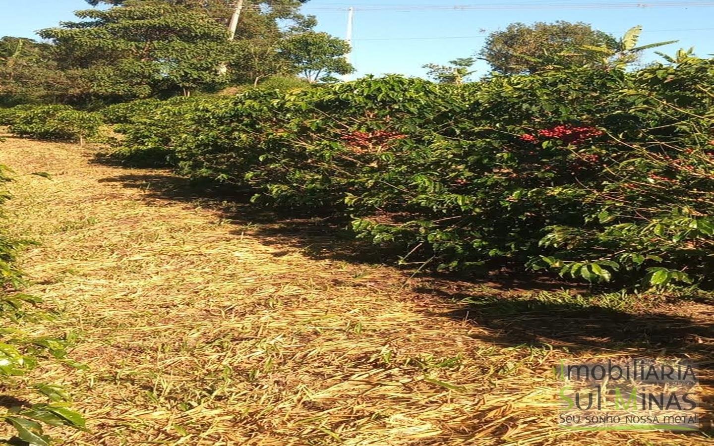 Sítio com 40.000m² e plantação de café orgânico cod2109 (12)