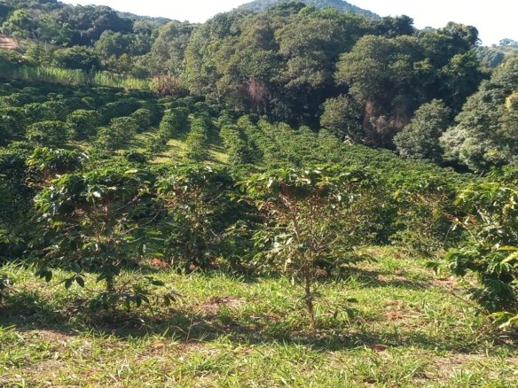 Sítio com 40.000m² e plantação de café orgânico cod2109 (13)