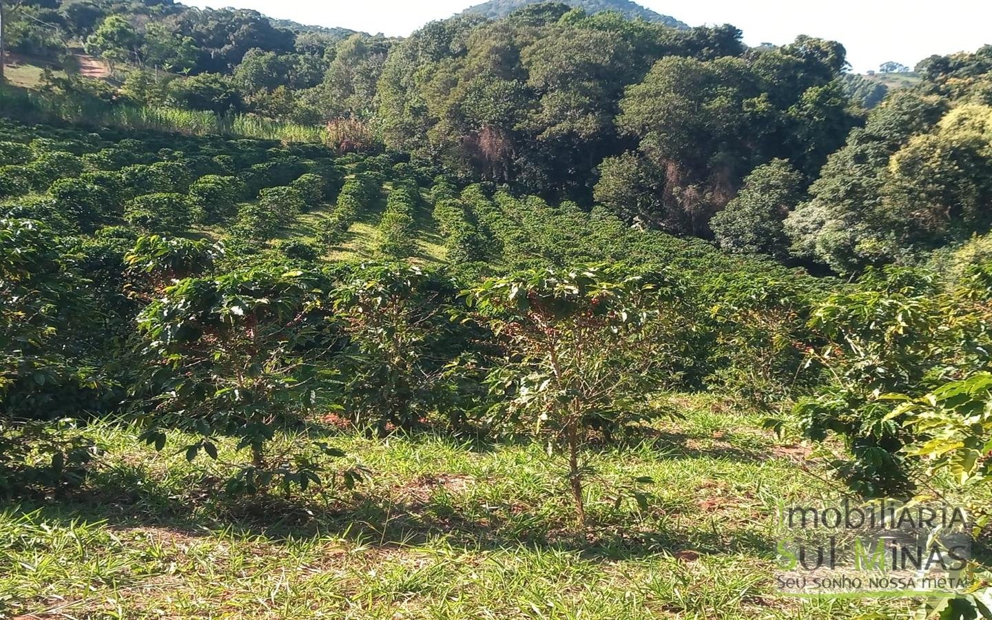 Sítio com 40.000m² e plantação de café orgânico cod2109 (13)