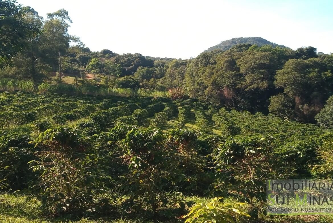 Sítio com 40.000m² e plantação de café orgânico cod2109 (14)
