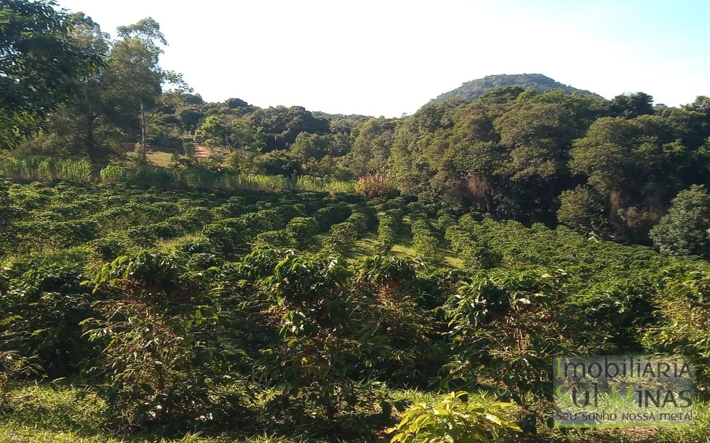 Sítio com 40.000m² e plantação de café orgânico cod2109 (14)