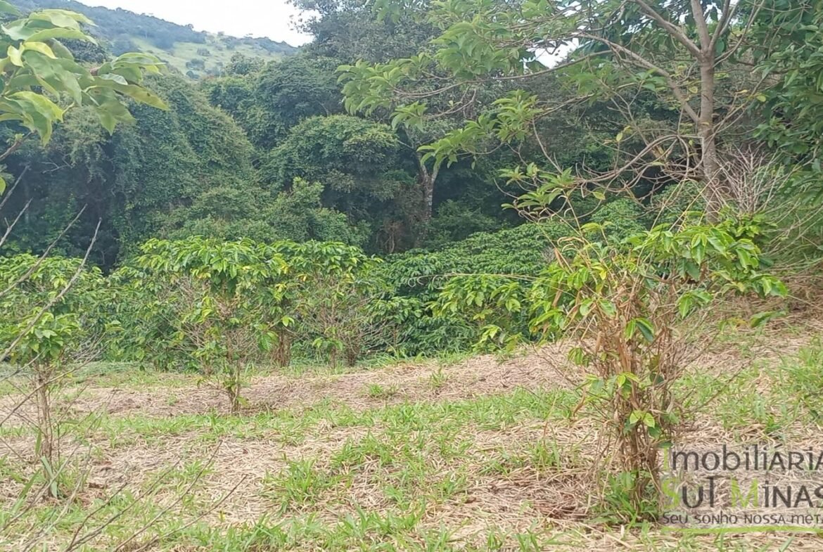 Sítio com 40.000m² e plantação de café orgânico cod2109 (2)