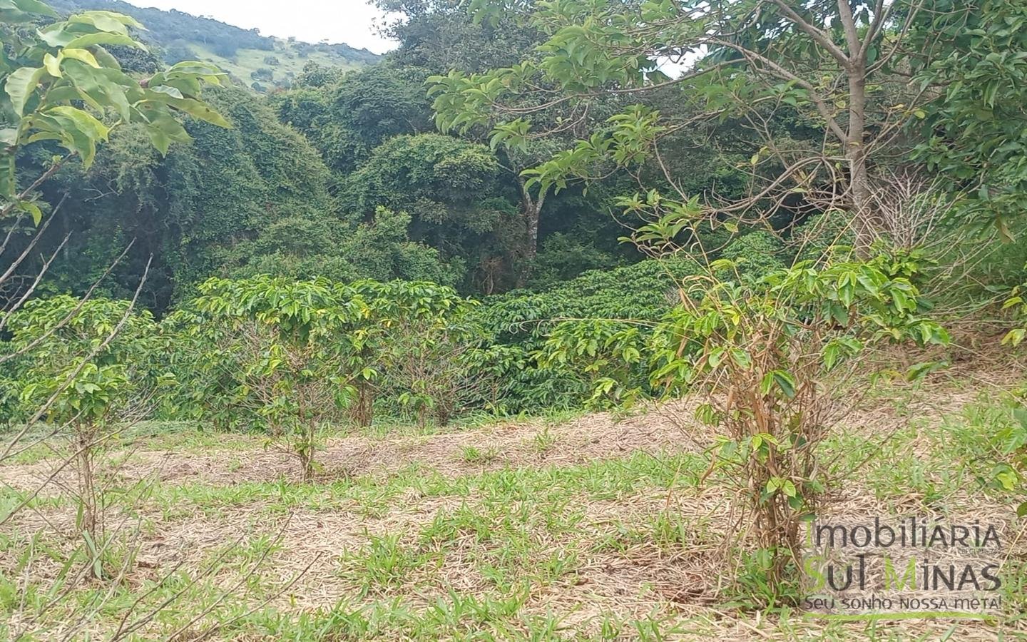 Sítio com 40.000m² e plantação de café orgânico cod2109 (2)