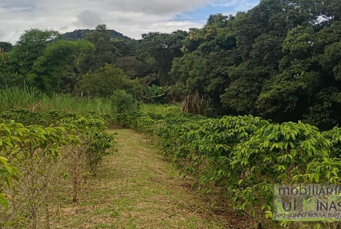 Sítio com 40.000m² e plantação de café orgânico cod2109 (3)
