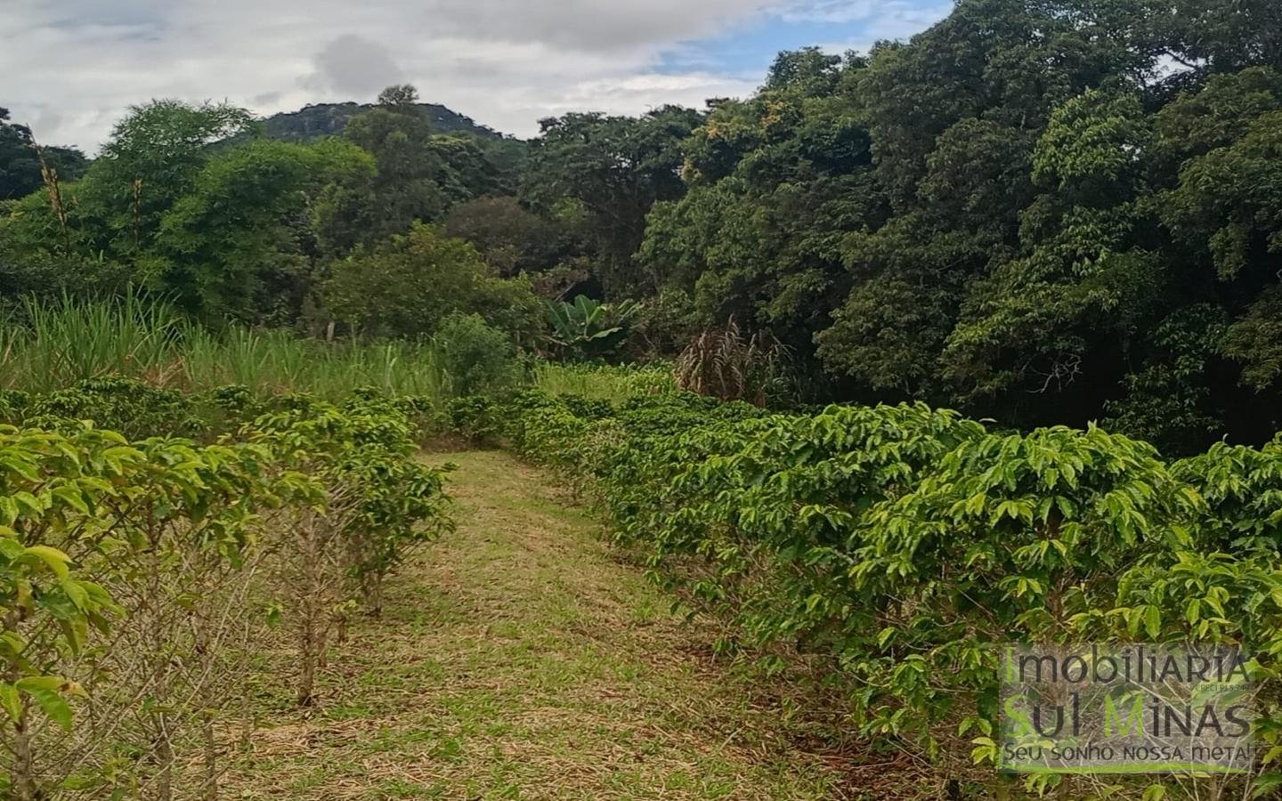 Sítio com 40.000m² e plantação de café orgânico cod2109 (3)