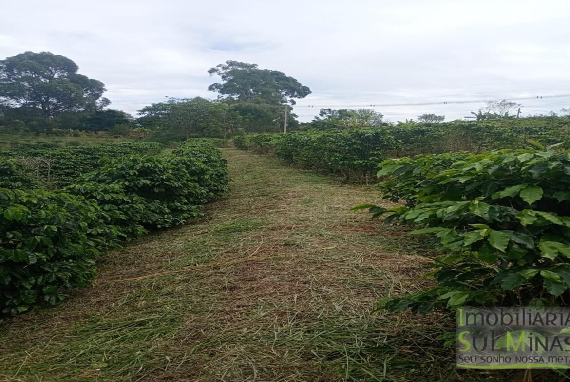 Sítio com 40.000m² e plantação de café orgânico cod2109 (4)