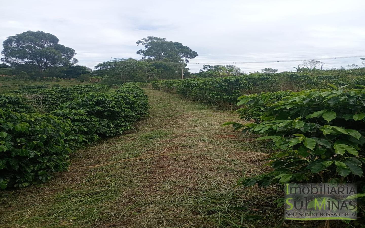 Sítio com 40.000m² e plantação de café orgânico cod2109 (4)