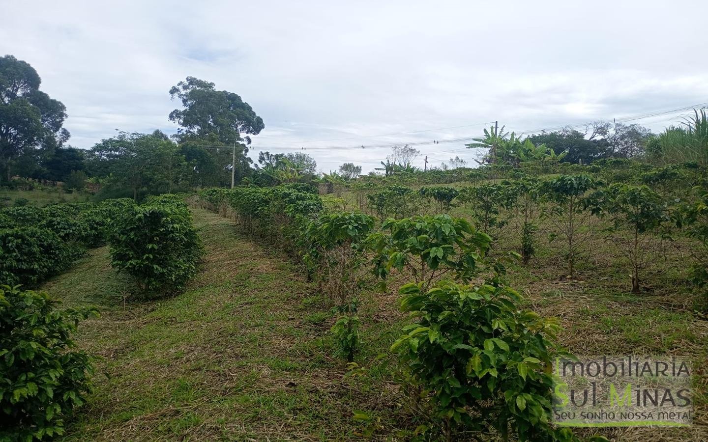 Sítio com 40.000m² e plantação de café orgânico cod2109 (5)