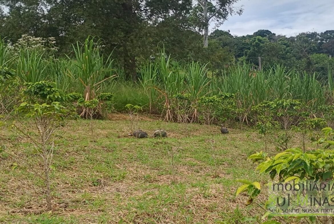 Sítio com 40.000m² e plantação de café orgânico cod2109 (6)