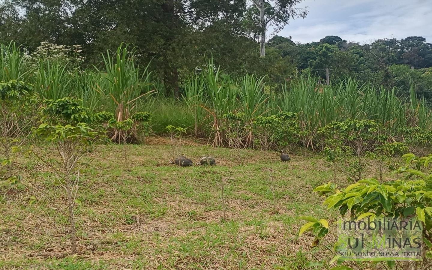 Sítio com 40.000m² e plantação de café orgânico cod2109 (6)